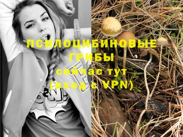 индика Бородино
